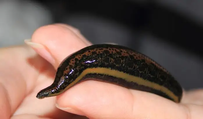 Пиявки сертифицированные, фотография 1