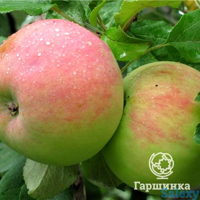 Яблоня летнее исаева с/п, фотография 1