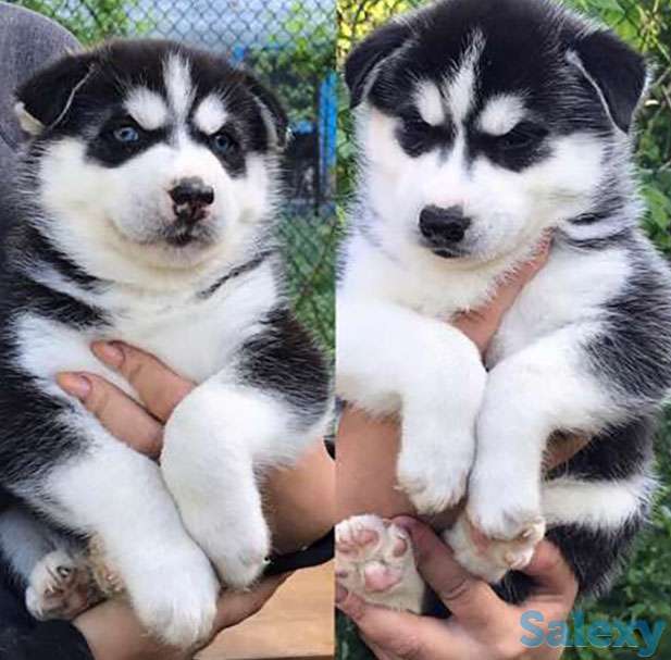Щенки хаски, фотография 1