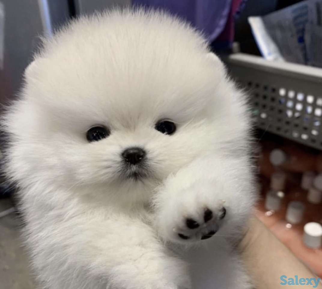 В продаже щенки померашки, фотография 7