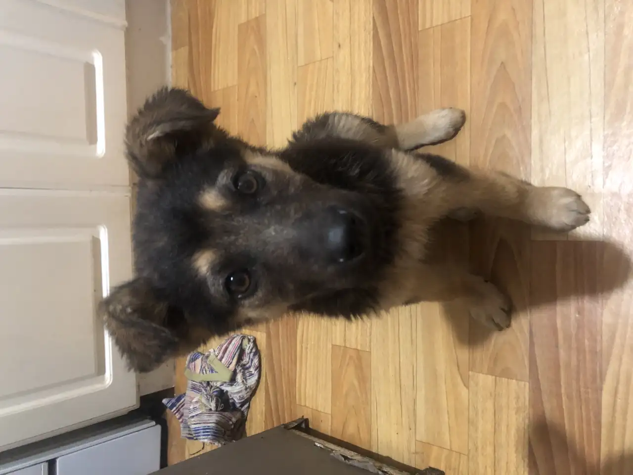 Отдадим щенка в хорошие руки, фотография 2