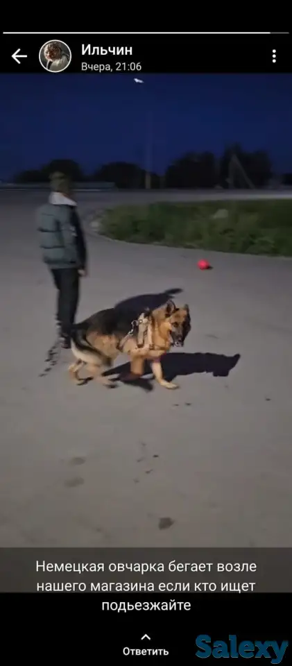 Пропала собака, фотография 4