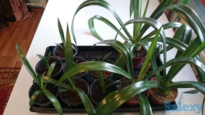 Агава латиноамериканская Сансевьера Ханни, фотография 4