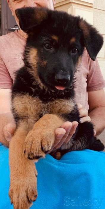 Породистые щенки немецкой овчарки, фотография 6