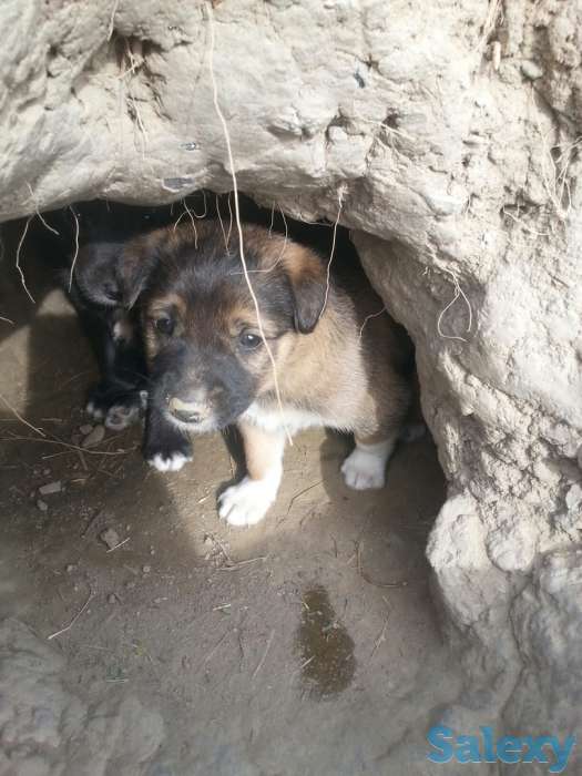 Щенки сторожевые., фотография 2
