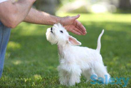 Щенки цвергшнауцера, фотография 5