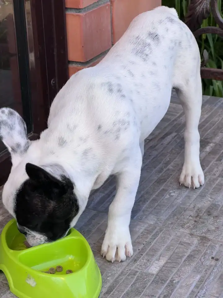 Щенок Французкого бульдога мальчик, 4 месяца, фотография 2