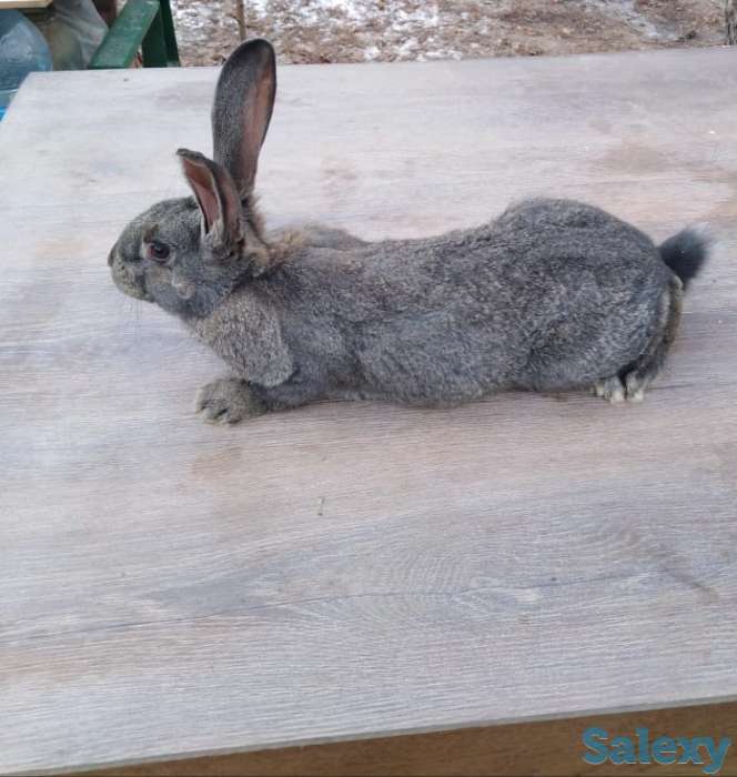 Продам кроликов породы фландер и шиншилла, фотография 2