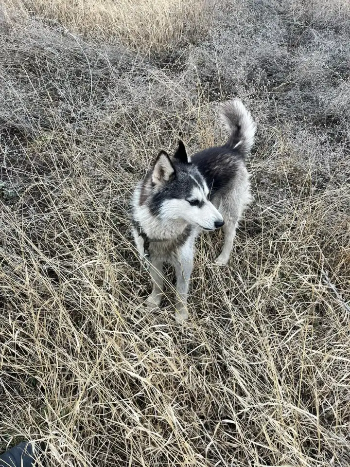 Пропал щенок породы маламут, фотография 1