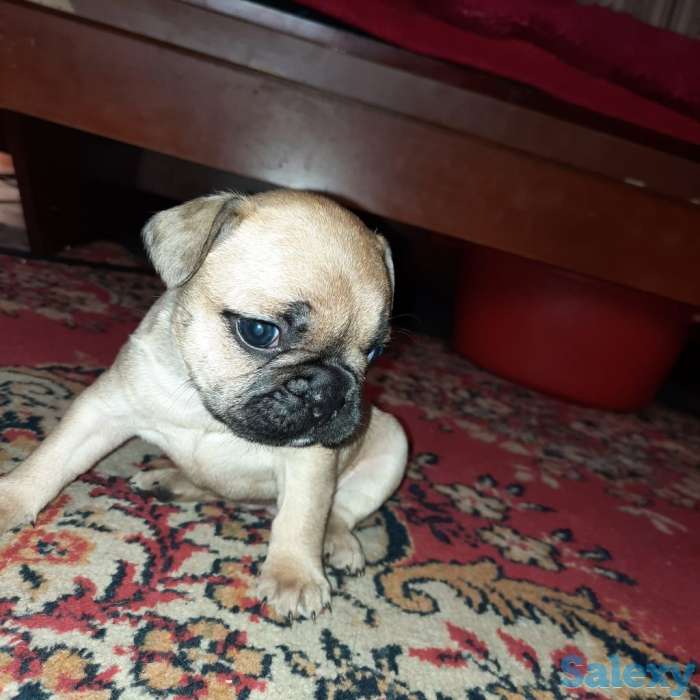 Французский бульдог, фотография 3