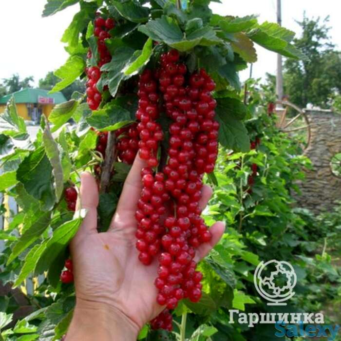 Смородина Джонкер Ван Тетс красная, фотография 1