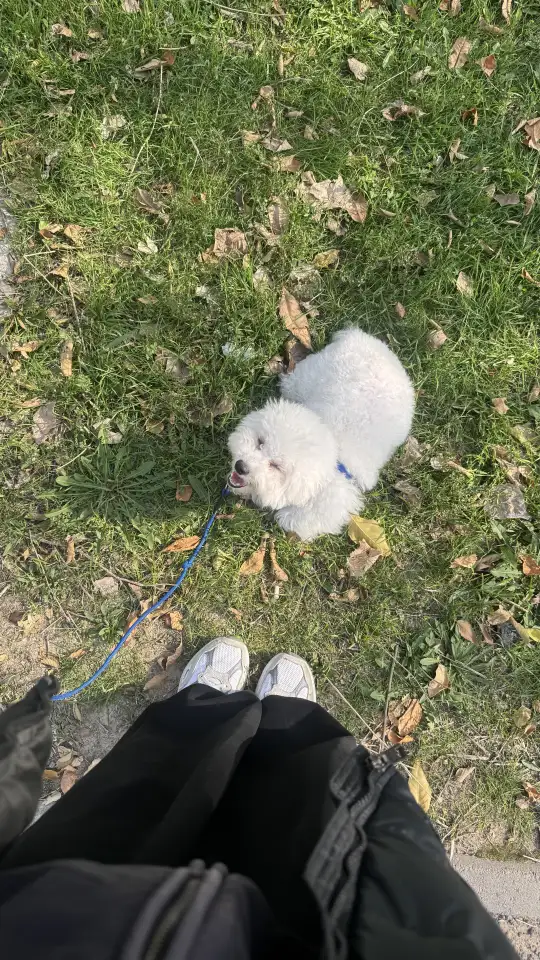 Щенок Бишон Фризе, фотография 1