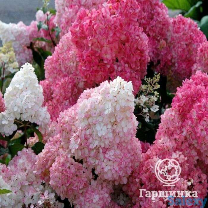 Гортензия ванила фрайз., фотография 1