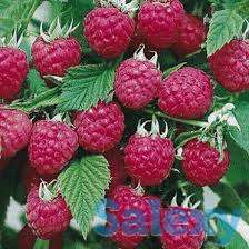 Саженцы малины Зюгана, Полька, Полана, фотография 1