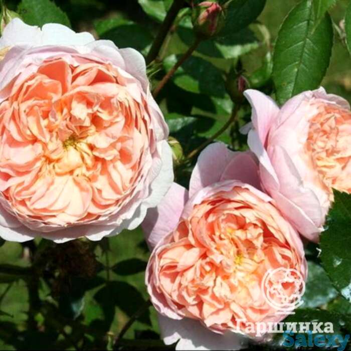 Роза колетт, мейян, фотография 1