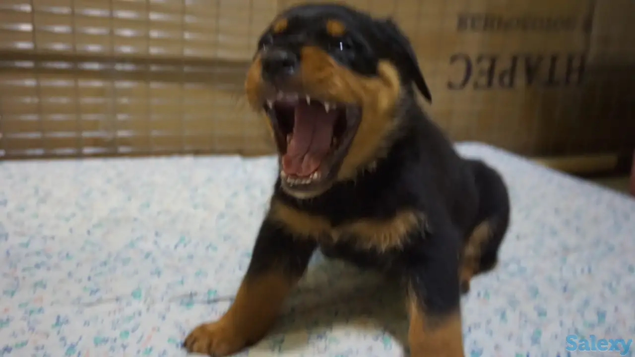 Продам, фотография 4