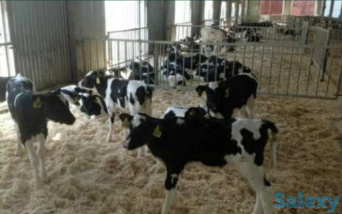 Бычки бычок телята теленок абузау крс голштин сементал герефорд белоголовые лимузин колмыки ангус голштин, фотография 3