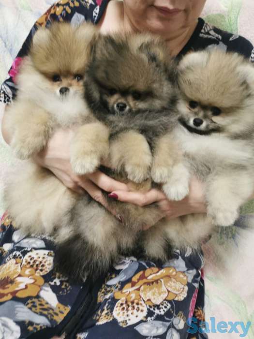 Шпицы щенки, фотография 4