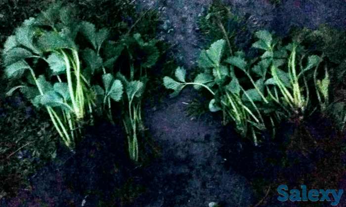 Продам таёжную землянику крупноплодная!привезена, фотография 12