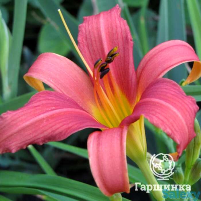 Лилейник Пинк Дамаск, фотография 1