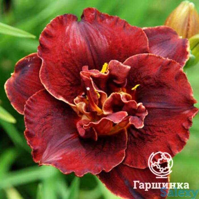 Лилейник бургунди лав, фотография 1