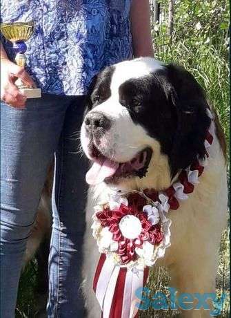 Щенки Сенбернара, фотография 1