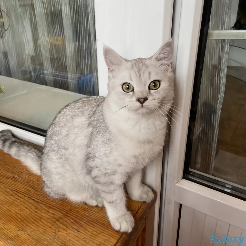 Продам кота, фотография 2