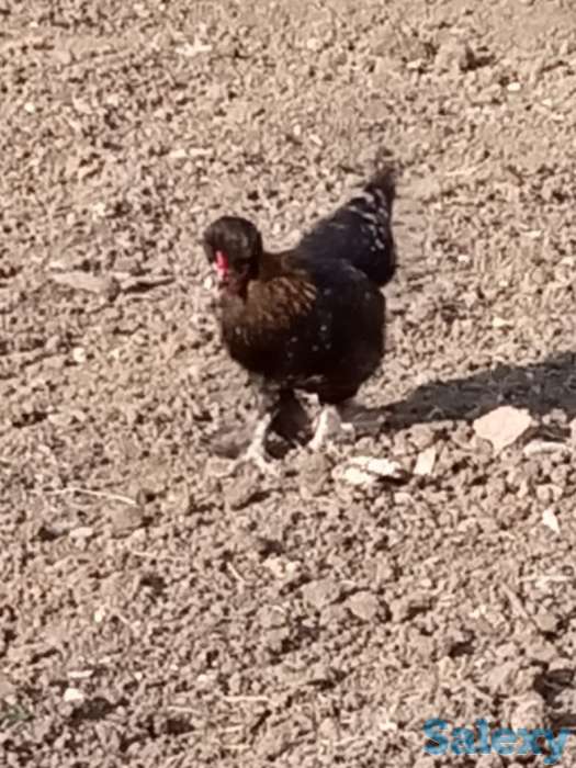 Карликовые куры Бентамки, фотография 2