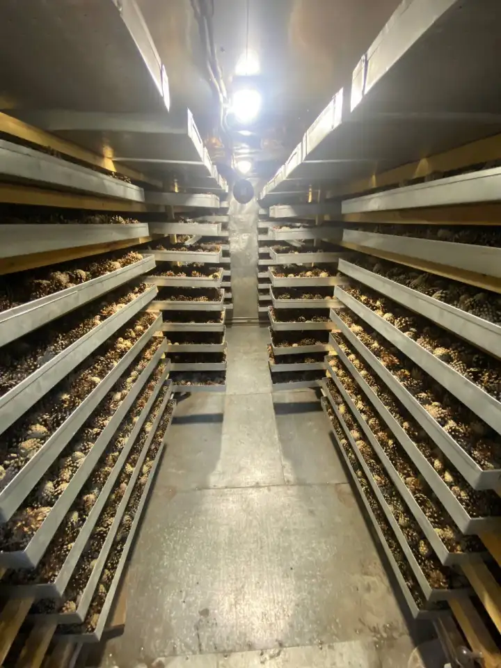 Семена сосны обыкновенной, фотография 4