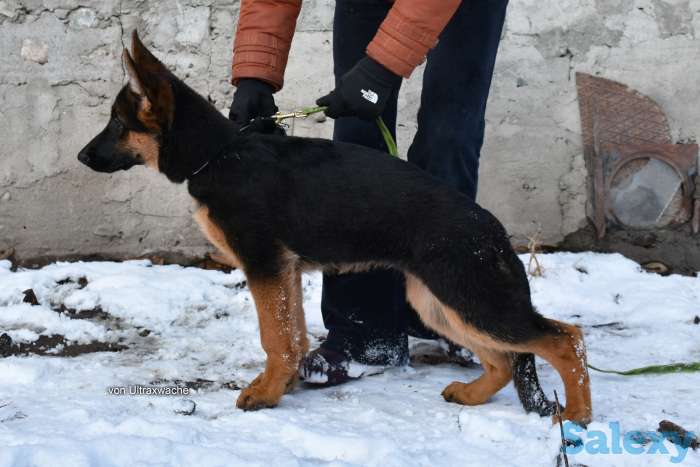 Щенки от Титулованных родителей, фотография 4