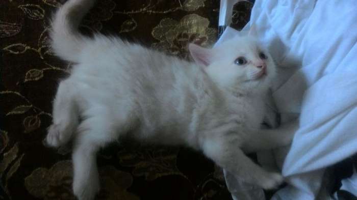 Котята в хорошие руки, фотография 4