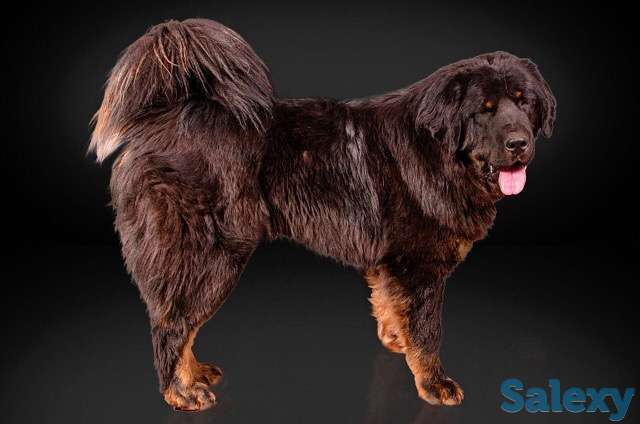 Щенки тибетский мастиф, фотография 1