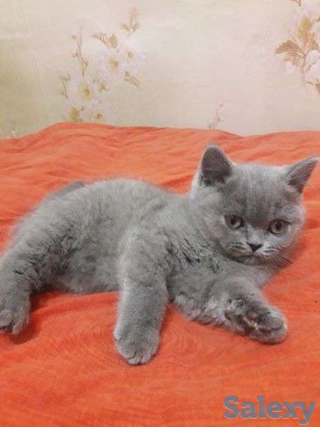 Котята британские, фотография 3