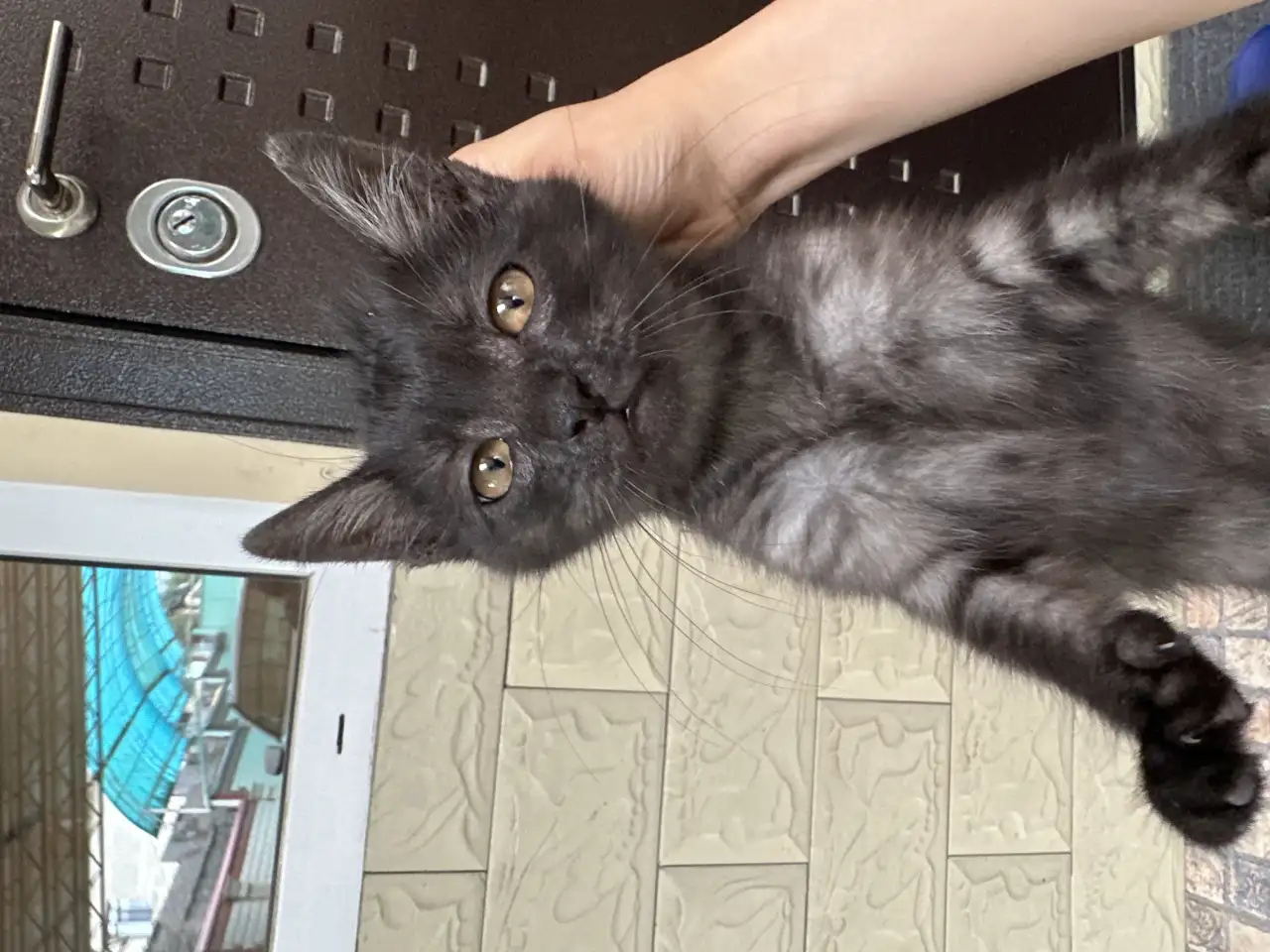 Отдам кошечку в добрые руки очень срочно, фотография 1