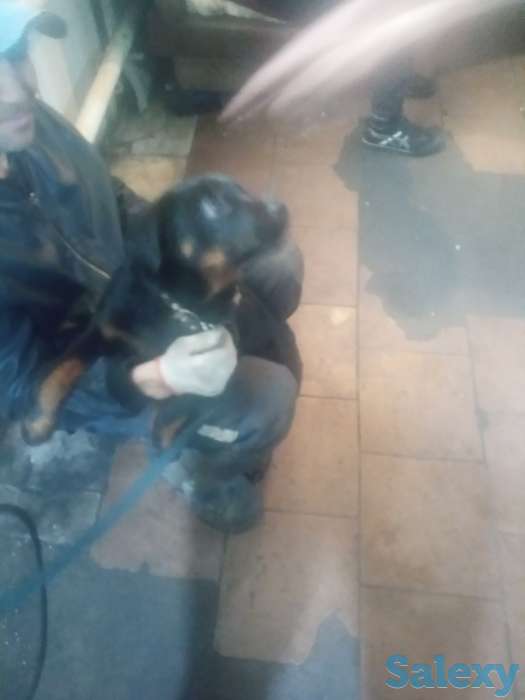 Продам щенка 3-х мес. Суку ротвейлер, фотография 1