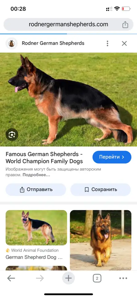 Ищу щенок немец бесплатно, фотография 1