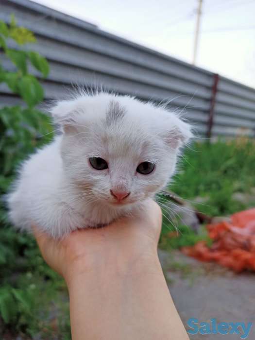 котенок вислоухий, фотография 2