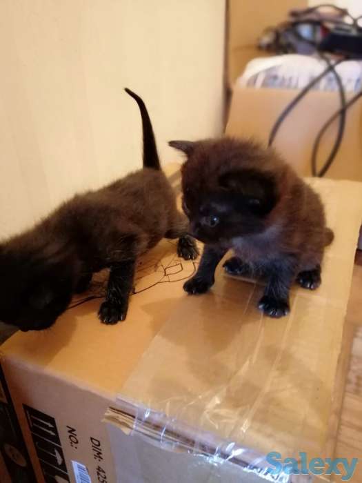 Отдам милых котят в хорошие руки, фотография 6