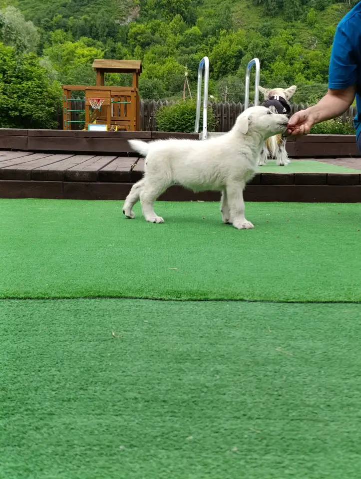 Щенок белой швейцарской овчарки, фотография 5