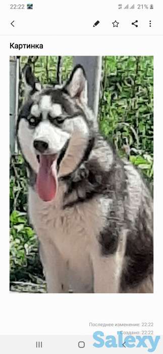 Продам Хаски, фотография 1