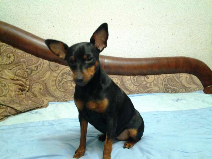 Привлекательная сучка, ищет симпатичного кобеля для вязки., фотография 3