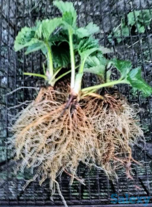 Продам таёжную землянику крупноплодная!привезена, фотография 7