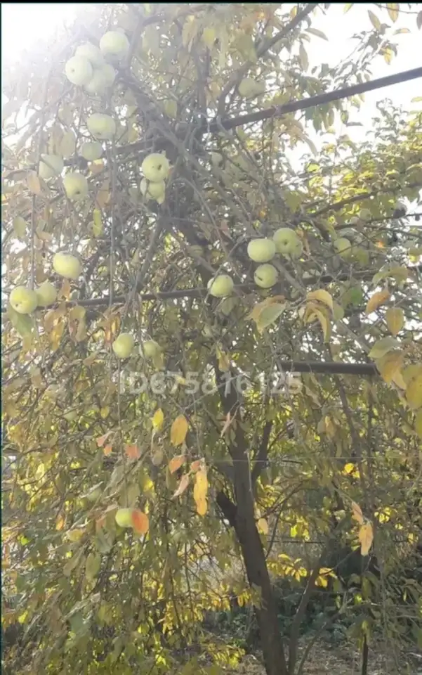 Дом частный, Проезд Конституции, 2, фотография 11