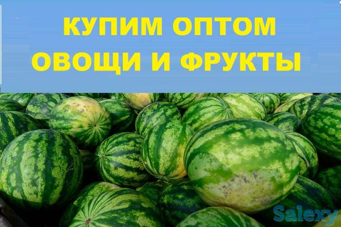куплю арбузы оптом, фотография 1