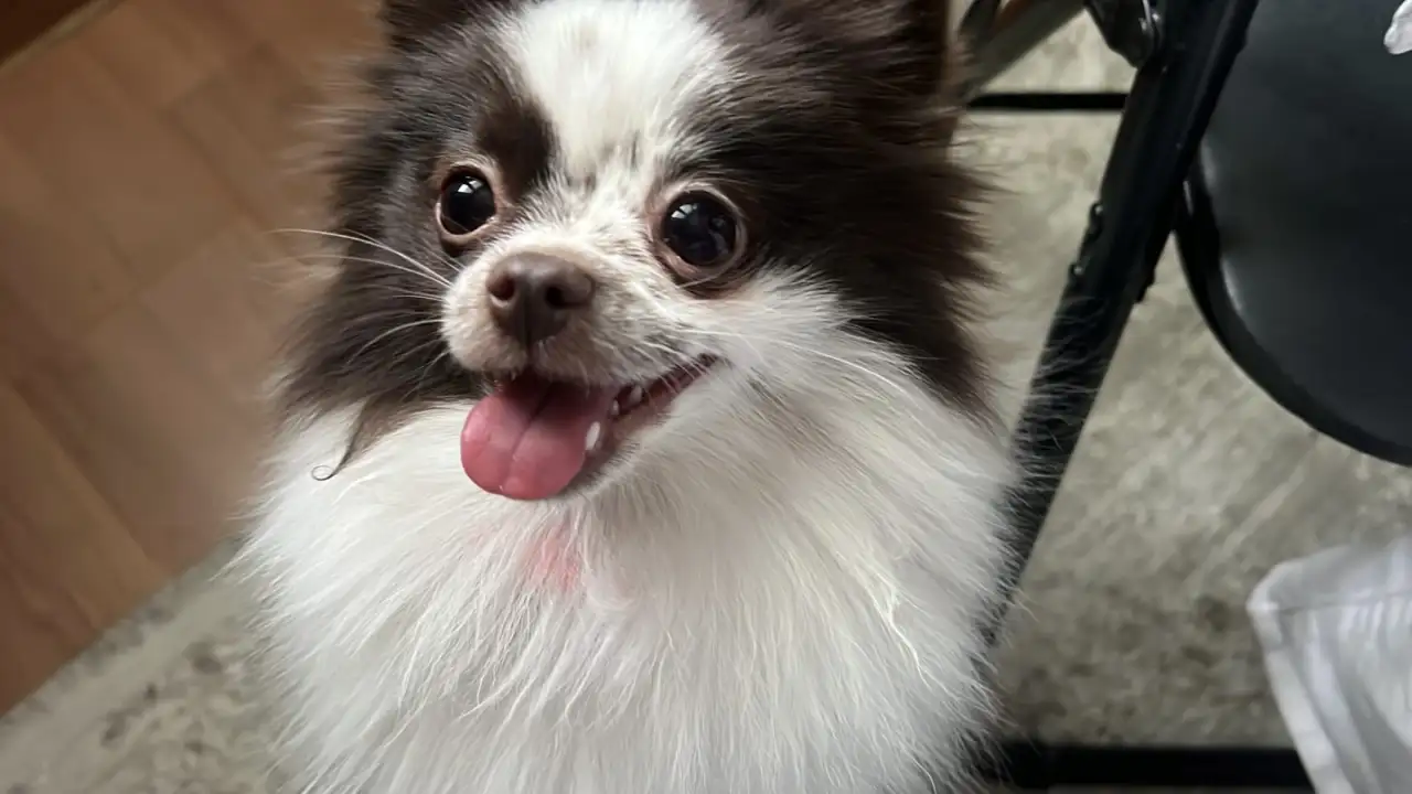 Собака шпиц Померанский, фотография 4