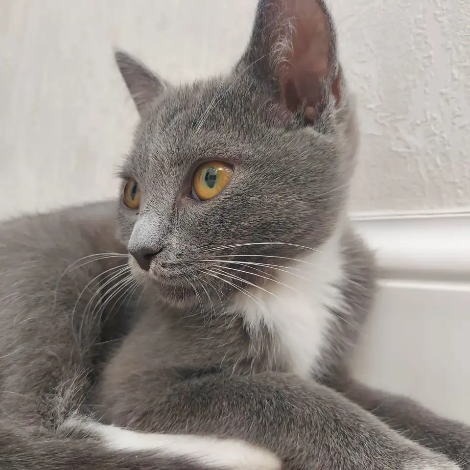 Бесплатно котята! Британец и бенгальская порода, фотография 2