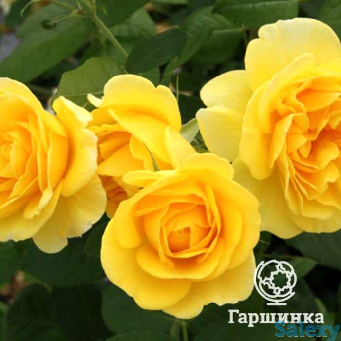 Роза карт д' ор флорибунда, топалович, фотография 1