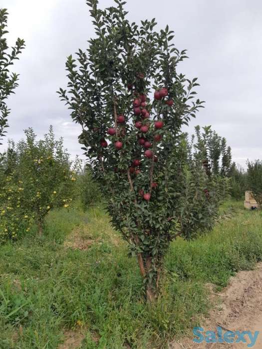 Продается яблоневый сад, Алматинская область, Енбекшиказахский район, поселок Болек, фотография 5