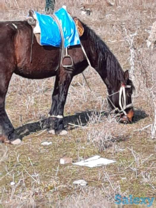 50 соток КХ Кошмамбет, фотография 11