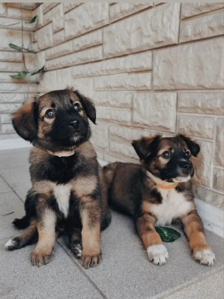 Щенки метисы от кинолога, фотография 1